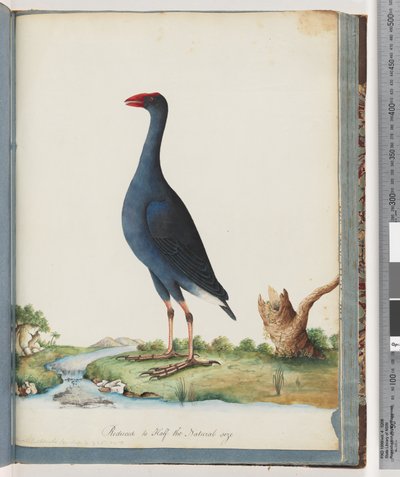Page 84. Purple Swamphen. Purple Gallinule by Unknown artist