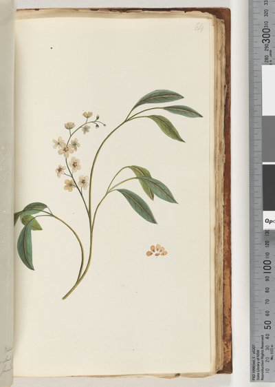 Page 84. Unidentified plant by Unknown artist