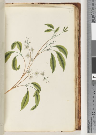 Page 85. Unidentified plant by Unknown artist