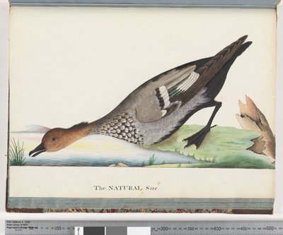 Page 88. Duck by Unknown artist