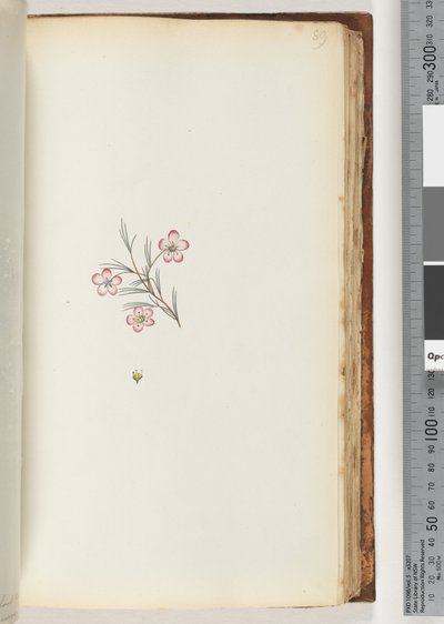 Page 89. No inscription. Unidentified plant by Unknown artist