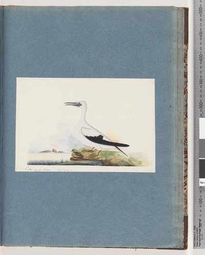 Page 91. Unidentified Bird. Pel. borssanus by Unknown artist