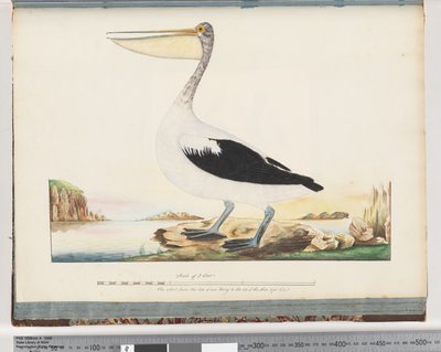 Page 92. Australian Pelican by Unknown artist
