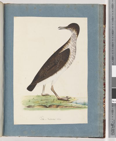 Page 96. Unidentified Bird by Unknown artist