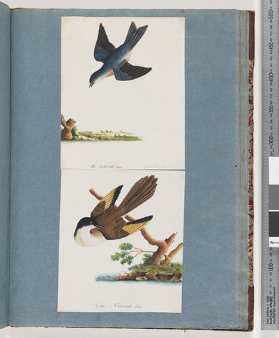 Page 97. Unidentified Birds by Unknown artist