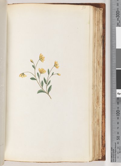 Page 98. Unidentified Plant by Unknown artist