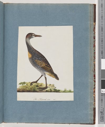 Buff-banded Rail by Unknown artist