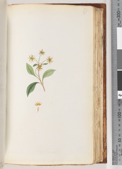 Page 99. Unidentified Plant by Unknown artist