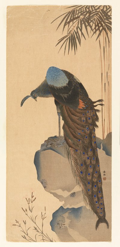 Peacock by Unknown artist
