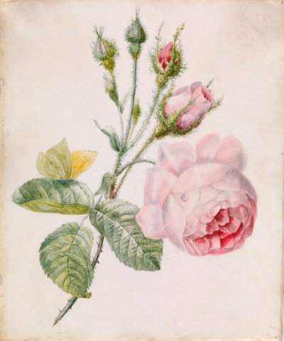 Pink Rose and Yellow Butterfly by Unknown artist