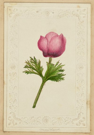 Pink Flower Note Card by Unknown artist