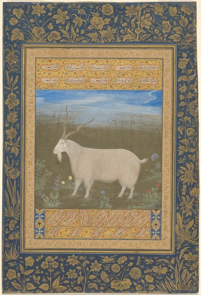 Portrait of a Ladakhi Mountain Goat by Unknown artist
