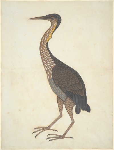 Purple Heron (Ardea purpurea) by Unknown artist