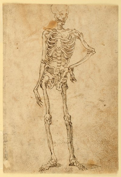 Skeleton by Unknown artist