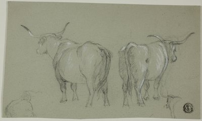 Sketches of White Cattle from the Maremma by Unknown artist