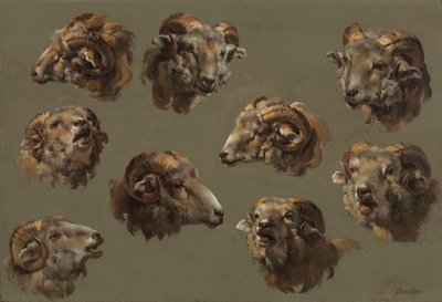 Studies of Ram Heads by Unknown artist