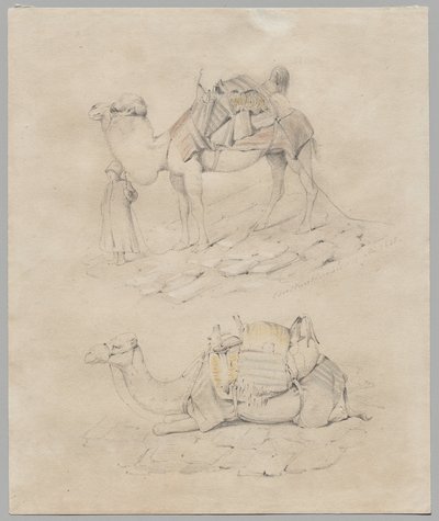 Study of Camels by Unknown artist