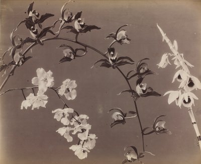 Study of Orchids by Unknown artist