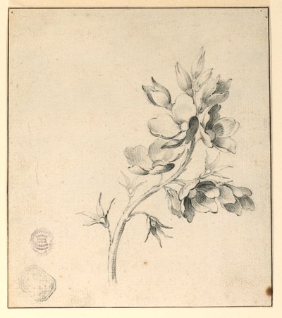 Study of a Bough of Wild Roses by Unknown artist