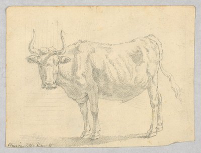 Study of a Cow by Unknown artist