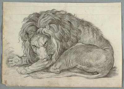 Study of a Lion by Unknown artist