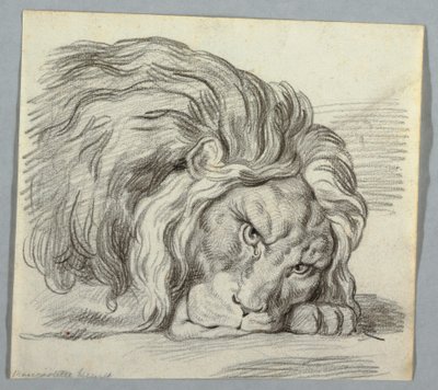 Study of a Lion by Unknown artist