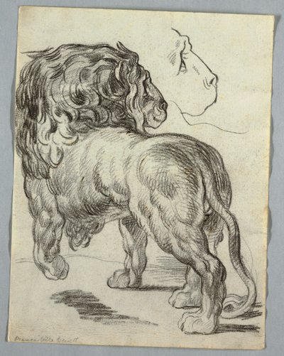 Study of a Lion by Unknown artist
