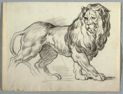 Study of a Lion by Unknown artist