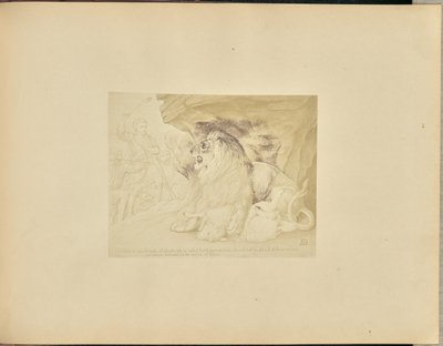 The Lion by Unknown artist