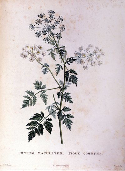 The common hemlock. 18th century engraving by Unknown artist