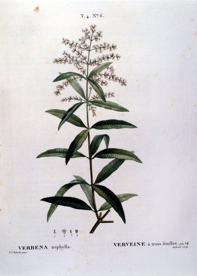 The Verbena. 19th Century Engraving by Unknown artist