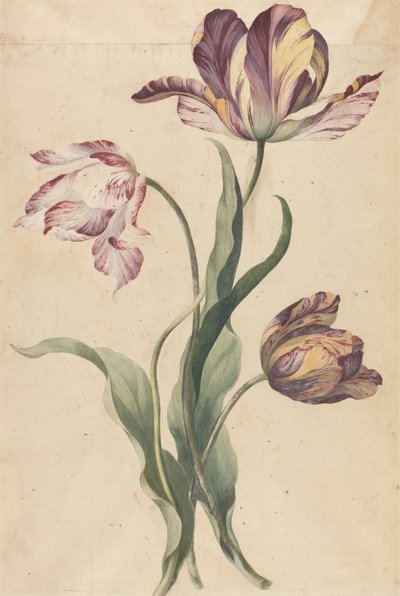 Tulips by Unknown artist