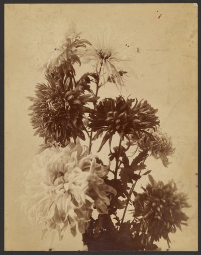 Chrysanthemums by Unknown artist/maker