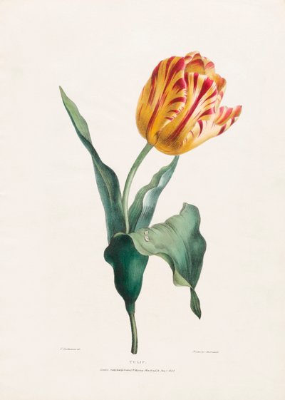 Antique Tulip Print by Valentine Bartholomew