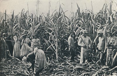 A Sugar Cane Plantation by Valentine and Sons Ltd