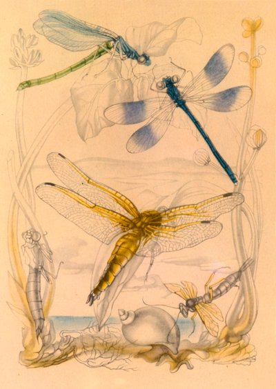 Dragonflies by Vere Temple