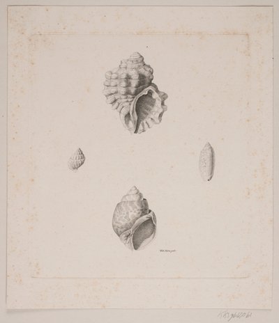 Four Conch Shells by Vilhelm Kyhn
