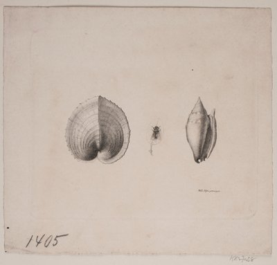 Two Shells and a Fly by Vilhelm Kyhn