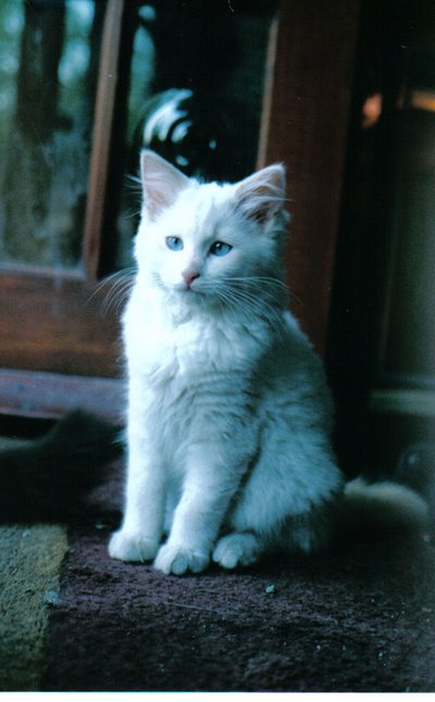 Ice Kitten by Vincent Alexander Booth
