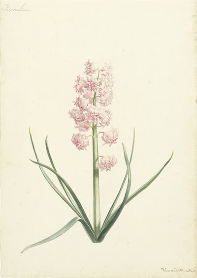 Hyacinth Coral by Vincent Laurensz. van der Vinne (II)