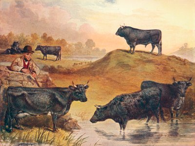 Kerry cattle, c1903 c1910 by WA Woods