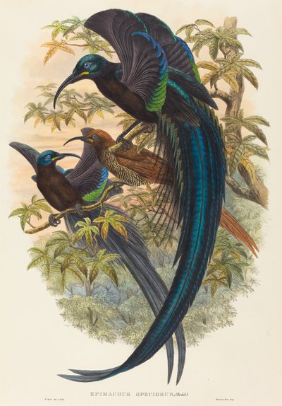 Sickle-billed Bird of Paradise by W. Hart