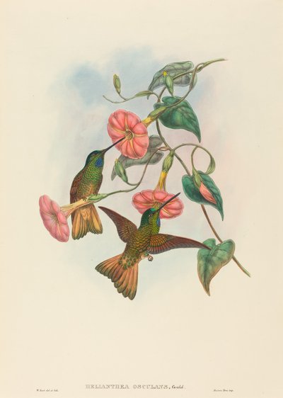 Buff-tailed Star-Frontlet by W. Hart