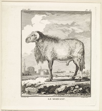 Ram by W. Tringham