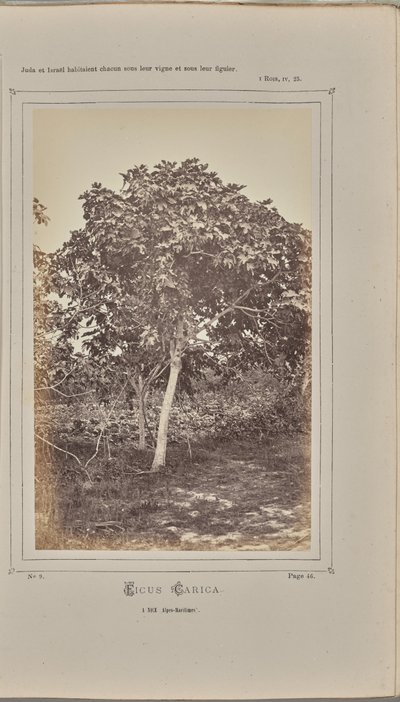 Ficus carica, in Nice (Alpes-Maritimes) by W. de Bray