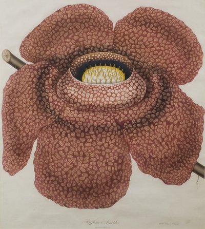Flower of Rafflesia Arnoldii by Waldell