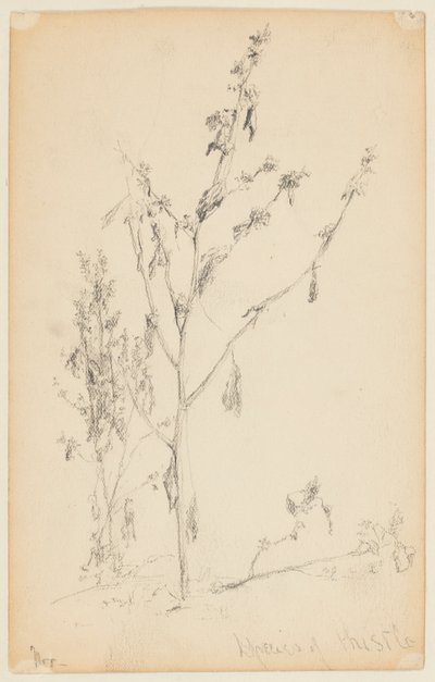 Study of Thistles by Walter Clark