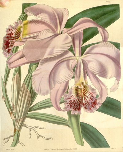 Cattleya Mossiae by Walter Hood Fitch