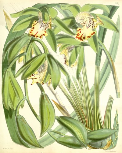 Cymbidium Hookerianum by Walter Hood Fitch