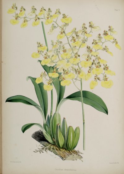 Oncidium Bifolium by Walter Hood Fitch